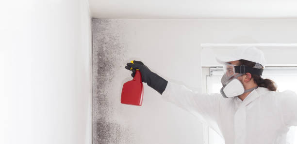 Best Localized Mold Remediation (e.g., coastal areas, humid climates) in Kingwood, WV