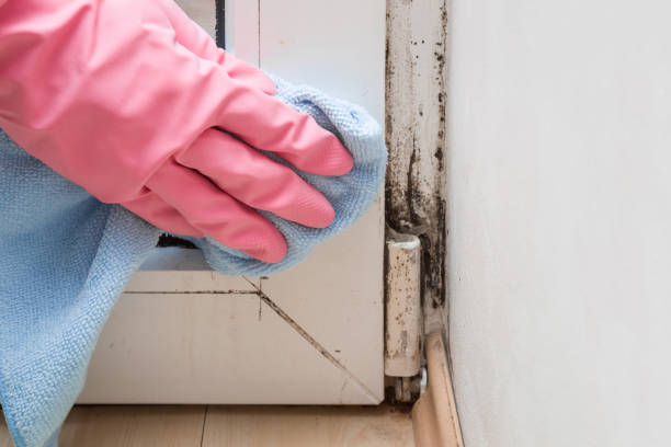 Best Commercial Mold Remediation in Kingwood, WV
